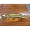 Image 1 : Mounted Northern Pike 29" Long