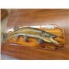 Image 2 : Mounted Northern Pike 29" Long