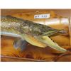 Image 3 : Mounted Northern Pike 29" Long