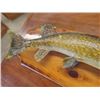 Image 4 : Mounted Northern Pike 29" Long