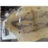 Image 3 : Tanned Seal Hide 36" x 56"