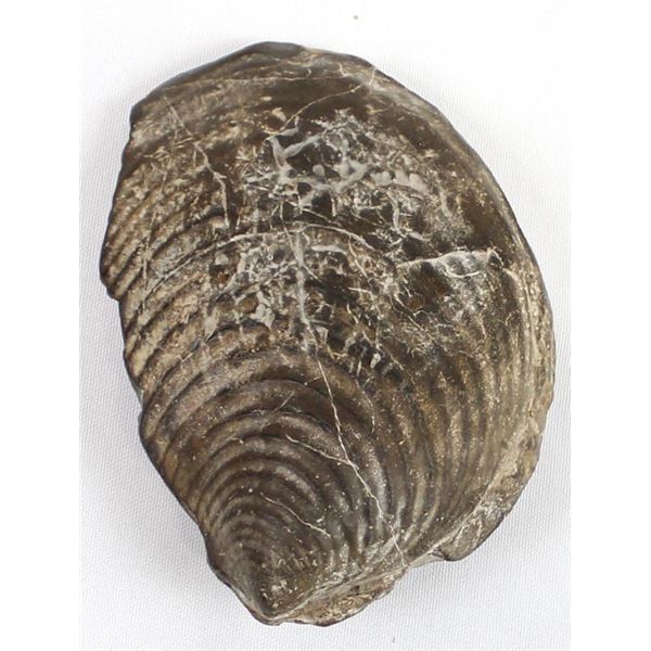 Prehistoric Large Petrified Oyster Fossil