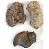Image 1 : 3 Prehistoric Stone Ammonite Remnants