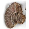 Image 4 : 3 Prehistoric Stone Ammonite Remnants