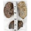 Image 5 : 3 Prehistoric Stone Ammonite Remnants