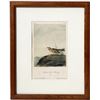 Image 1 : Painted Lark Bunting by Audubon Print [154955]