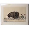 Image 1 : Wounded Buffalo Bull by Catlin Plate Litho [155114]