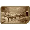 Image 1 : Mt. Sneffels, Colorado Express Photo [154427]