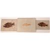 Image 1 : Green River Fish Fossils, 3 [152742]