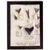 Image 1 : Fossil Shark Teeth, 8 [152784]