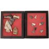 Image 1 : Indian Projectile Points in Display Cases [152828]