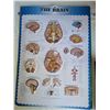 Image 5 : Informational medical guide books & anatomy posters.