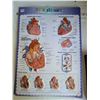 Image 6 : Informational medical guide books & anatomy posters.