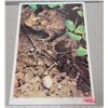 Image 1 : Print, “Mr. Toad” by C. Dunlew, 1995, 26/350