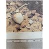 Image 3 : Print, “Mr. Toad” by C. Dunlew, 1995, 26/350
