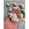Image 2 : LOT OF SEA SHELLS