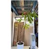 Image 2 : PORCELAIN PLANTER POT WITH ARTIFICIAL PLANT AND OIL HEATER