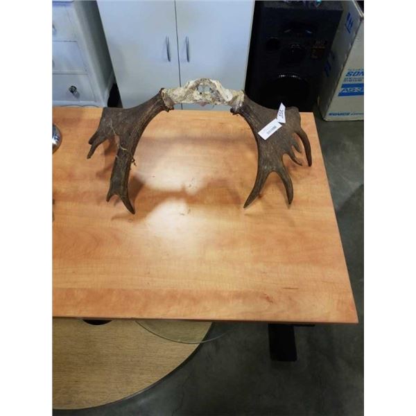 PAIR OF MOOSE ANTLERS