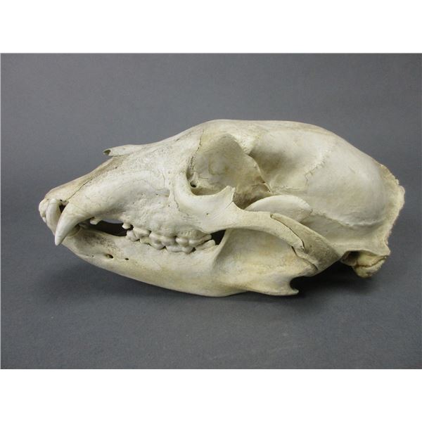 Bear Skull- 10" X 5.5"