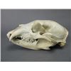 Image 1 : Bear Skull- 10" X 5.5"