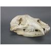 Image 2 : Bear Skull- 10" X 5.5"