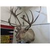 Image 1 : Caribou Mount- Approximately 44" Beams- 42"Wide- Good Condition