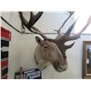 Image 3 : Caribou Mount- Approximately 44" Beams- 42"Wide- Good Condition