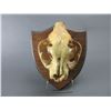 Image 1 : Shellacked Mountain Lion Skull On Plaque-6" X 8.5"