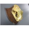 Image 2 : Shellacked Mountain Lion Skull On Plaque-6" X 8.5"