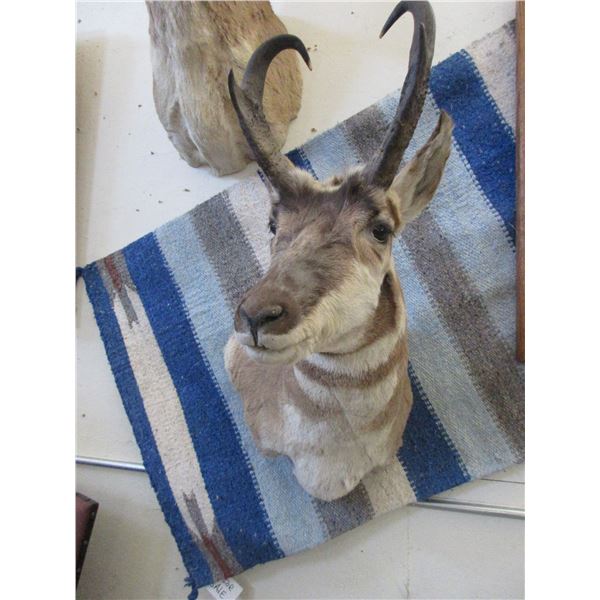 Antelope Mount- 12"L X 5.5" Bases