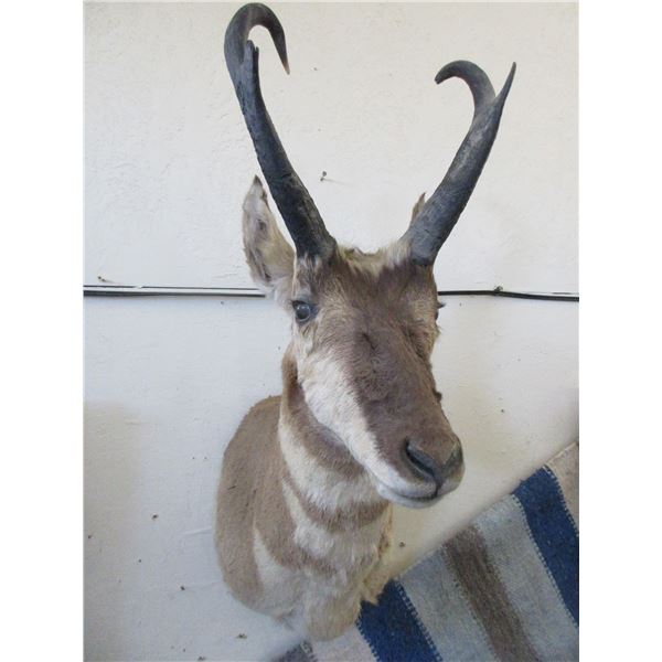 Antelope Mount- 13"L X 6" Bases