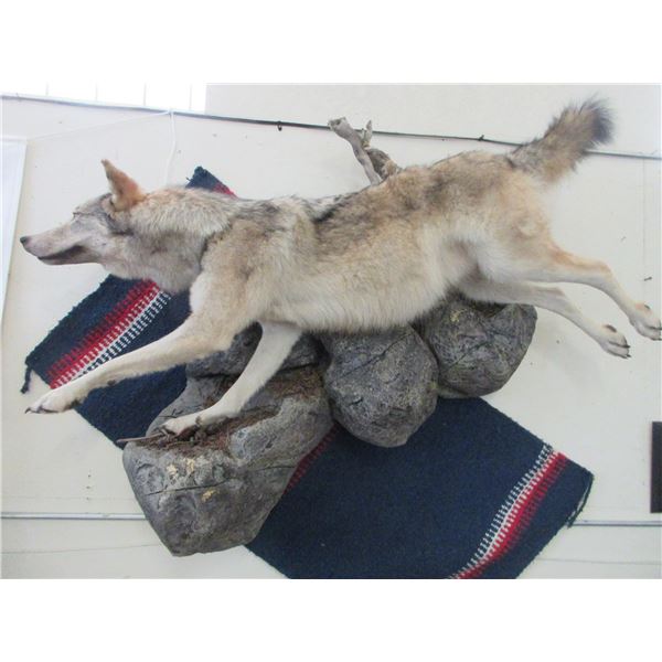 Hanging Full Body Wolf Mount- Overall Length 64"- Extra Nice