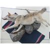 Image 1 : Hanging Full Body Wolf Mount- Overall Length 64"- Extra Nice