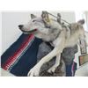 Image 2 : Hanging Full Body Wolf Mount- Overall Length 64"- Extra Nice