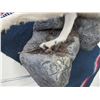 Image 3 : Hanging Full Body Wolf Mount- Overall Length 64"- Extra Nice