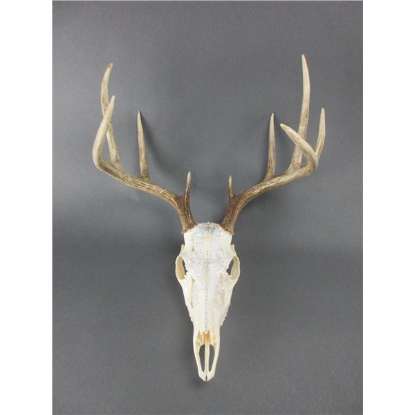 Bleached European Whitetail Mount Covered in Lace