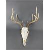Image 1 : Bleached European Whitetail Mount Covered in Lace