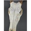 Image 2 : Bleached European Whitetail Mount Covered in Lace