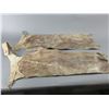 Image 1 : Unmarked Shotgun Chaps- Buckstitched- Antler Buckle- 37"L- Fair Condition