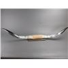 Image 1 : Reproduction Long Horns- 60"