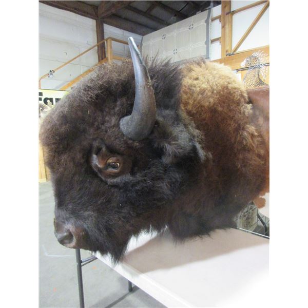 Buffalo Bull Shoulder Mount- 22.5"W- Great Taxidermy