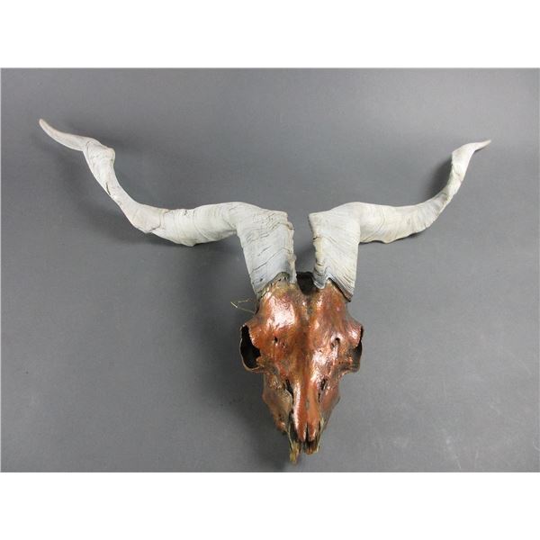 Montana Hand Painted Catalina Goat Skull- 23"L X 30"W