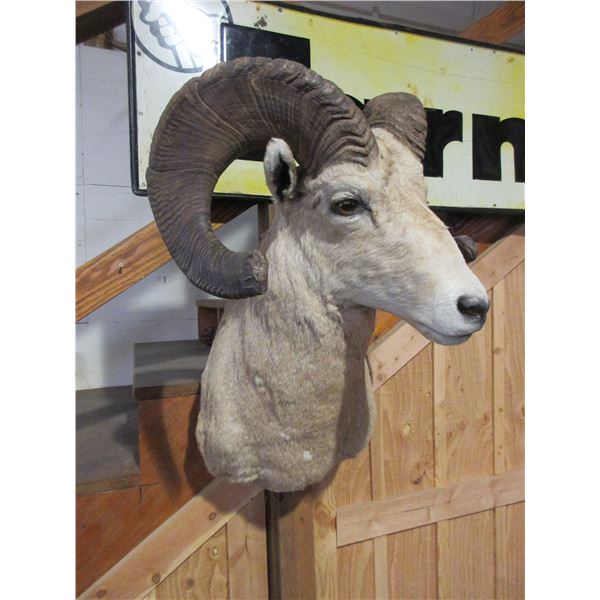 Rocky Mountain Big Horn Ram Shoulder Mount- 32.5"L- 14" Bases- Broomed Off- Good Taxidermy