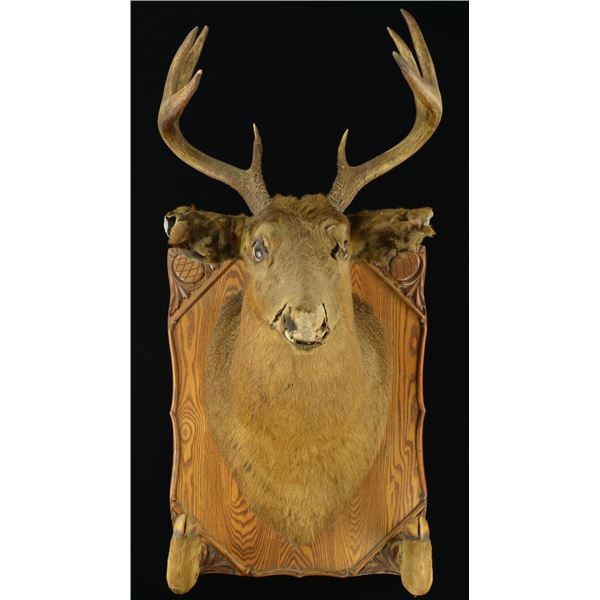 WHITETAIL SHOULDER MOUNT.