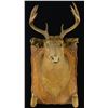 Image 1 : WHITETAIL SHOULDER MOUNT.