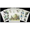 Image 2 : THE AUDUBON FOLIA 30 GREAT BIRD PAINTINGS.