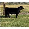 Image 1 : Steer Calf - Tag #: 748