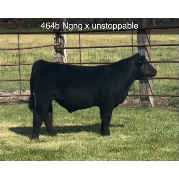 Steer Calf - Tag #: 464B