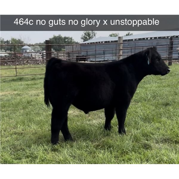 Steer Calf - Tag #: 464C