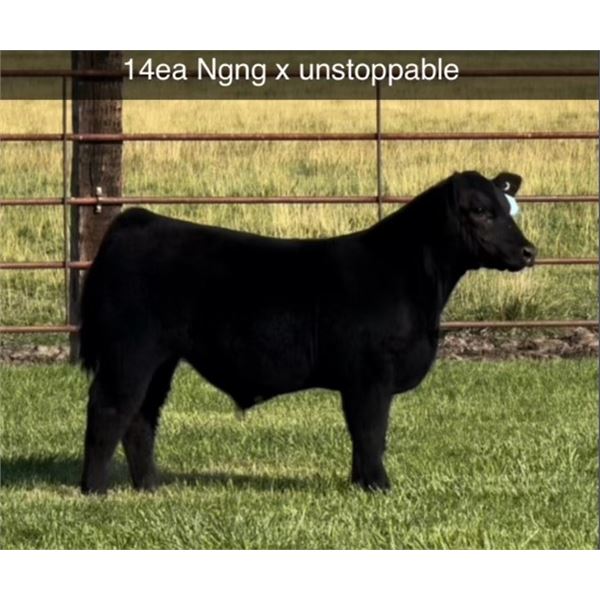 Steer Calf - Tag #: 14E A